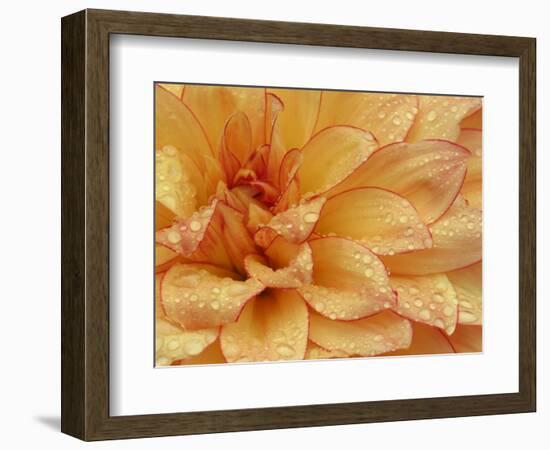 Dahlia Flower with Petals Radiating Outward, Sammamish, Washington, USA-Darrell Gulin-Framed Photographic Print