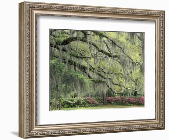 Live Oak Tree Draped with Spanish Moss, Savannah, Georgia, USA-Adam Jones-Framed Photographic Print