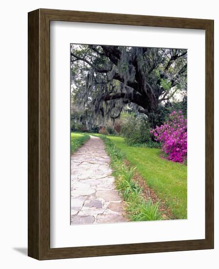 Pathway in Magnolia Plantation and Gardens, Charleston, South Carolina, USA-Julie Eggers-Framed Photographic Print