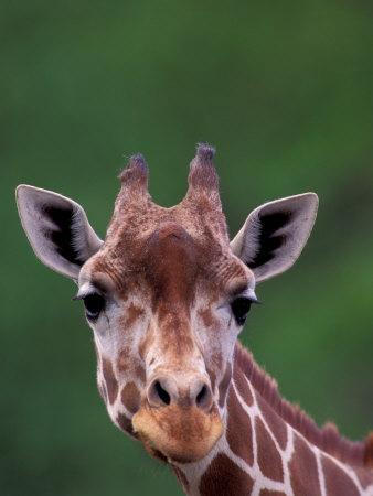 'Reticulated Giraffe, Impala Ranch, Kenya' Photographic Print - Gavriel ...