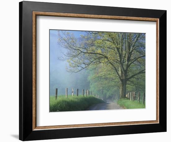 Foggy Road and Oak Tree, Cades Cove, Great Smoky Mountains National Park, Tennessee, USA-Darrell Gulin-Framed Photographic Print