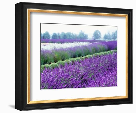 Lavender Field, Sequim, Washington, USA-Janell Davidson-Framed Photographic Print