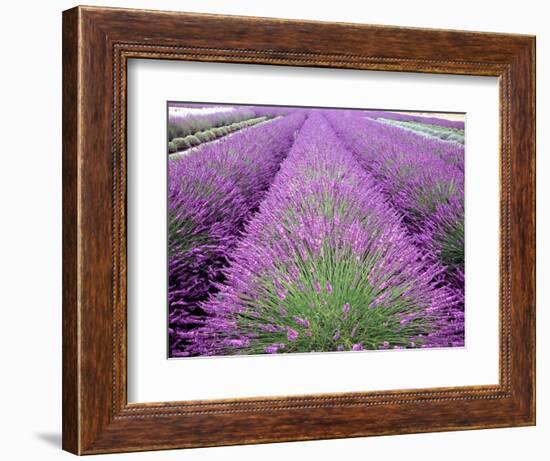 Lavender Field, Sequim, Washington, USA-Janell Davidson-Framed Photographic Print