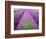 Lavender Field, Sequim, Washington, USA-Janell Davidson-Framed Photographic Print