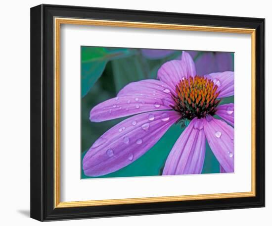 Purple Cone Flower with Water Drops-Brent Bergherm-Framed Photographic Print