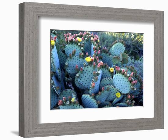 Beavertail Cactus, Desert Botanical Gardens, Phoenix, Arizona, USA-Howie Garber-Framed Photographic Print