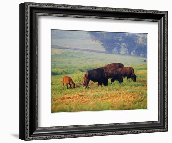 Bison at Neil Smith National Wildlife Refuge, Iowa, USA-Chuck Haney-Framed Photographic Print