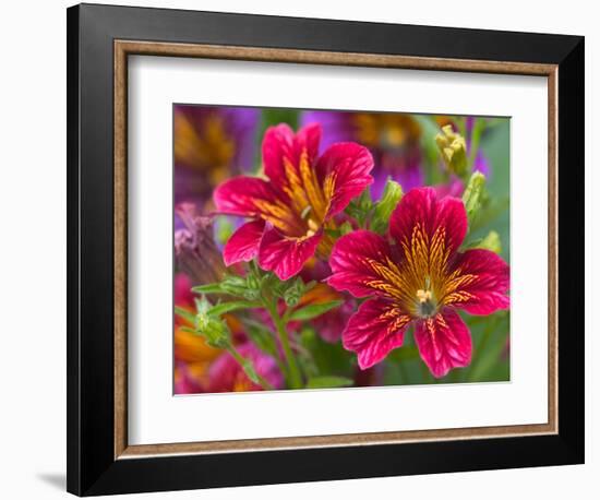 Painted Tongue Blooms, Sammamish, Washington, USA-Darrell Gulin-Framed Photographic Print