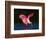 Roseate Spoonbill, Ding Darling National Wildlife Refuge, Sanibel Island, Florida, USA-Charles Sleicher-Framed Photographic Print