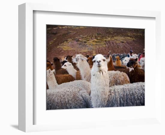 Llama and Alpaca Herd, Lares Valley, Cordillera Urubamba, Peru-Kristin Piljay-Framed Photographic Print
