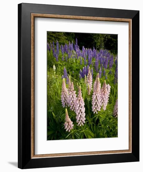 Lupine, Near Silver Bay, Northeastern Minnesota, Usa-Rob Sheppard-Framed Photographic Print