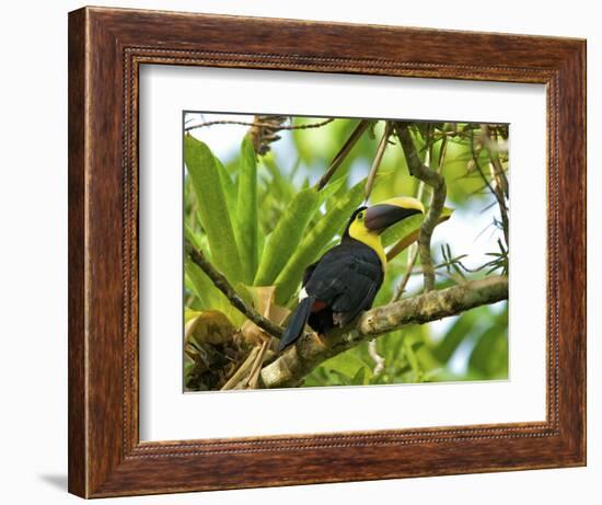 The Chestnut-Mandibled Toucan, or Swainson's Toucan (Ramphastos Swainsonii), Costa Rica-Andres Morya Hinojosa-Framed Photographic Print