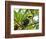 The Chestnut-Mandibled Toucan, or Swainson's Toucan (Ramphastos Swainsonii), Costa Rica-Andres Morya Hinojosa-Framed Photographic Print