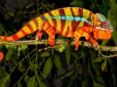 Photographic Print, , small