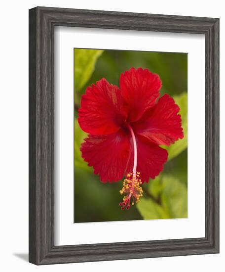 Red Hibiscus, Hibiscus Rosa-Sinensis, Belize-William Sutton-Framed Photographic Print