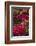 Bougainvillea Flowers, Grand Cayman, Cayman Islands, British West Indies-Lisa S^ Engelbrecht-Framed Photographic Print