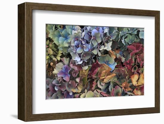 Hydrangeas in Garden, Portland, Oregon, USA-Jaynes Gallery-Framed Photographic Print