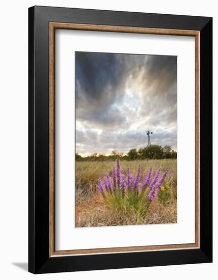 Dense Blazing Star (Liatris) and Windmill on Texas Prairie, Texas, USA-Larry Ditto-Framed Photographic Print