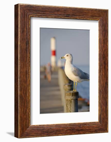Seagull at the Lake Ontario Pier, Rochester, New York, USA-Cindy Miller Hopkins-Framed Photographic Print