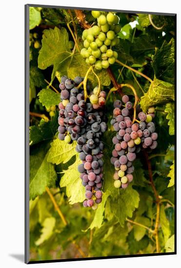 USA, Washington, Okanogan Valley, Omak. Pinot Grapes in Vineyard-Richard Duval-Mounted Photographic Print