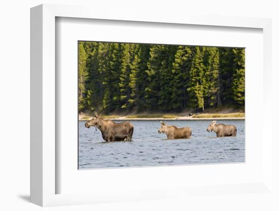 Cow Moose and Calves, Fishercap Lake, Glacier National Park, Montana-Howie Garber-Framed Photographic Print