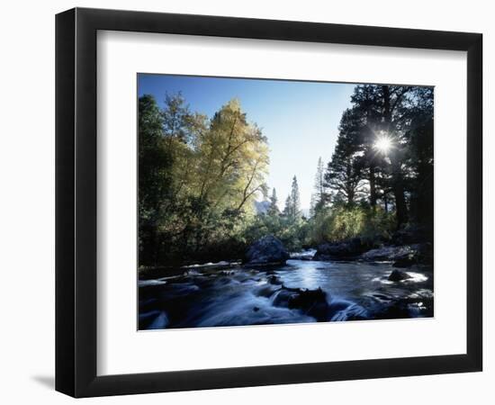 California, Sierra Nevada, Fall Color Trees on a Creek-Christopher Talbot Frank-Framed Photographic Print