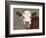 Calf Portrait-null-Framed Photographic Print