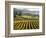 Vineyard at Domaine Carneros Winery, Sonoma Valley, California, USA-null-Framed Photographic Print