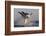 Great White Shark (Carcharodon Carcharias)-David Jenkins-Framed Photographic Print