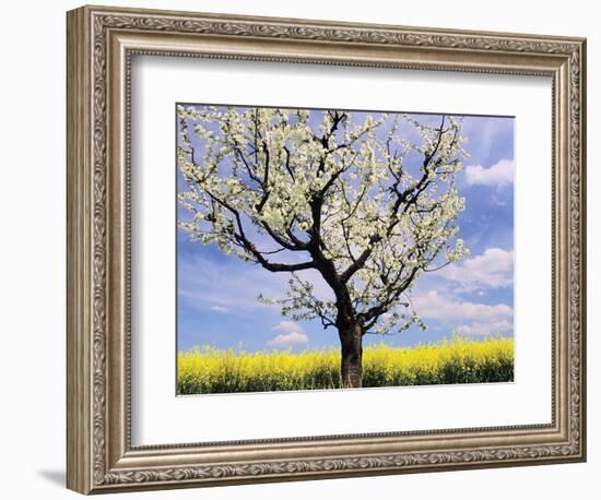 Fruit Tree Blossom and Rape Field in Spring-Markus Lange-Framed Photographic Print