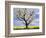 Fruit Tree Blossom and Rape Field in Spring-Markus Lange-Framed Photographic Print