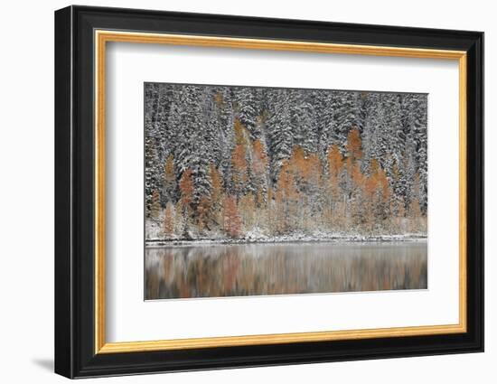 Orange Aspens in the Fall Among Evergreens Covered with Snow at a Lake-James Hager-Framed Photographic Print