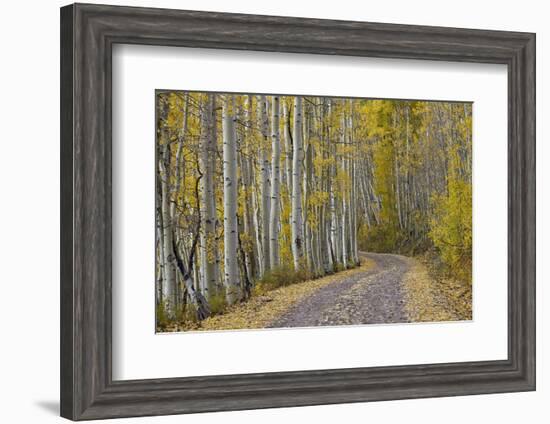 Dirt Road Through Yellow Aspen in the Fall-James Hager-Framed Photographic Print