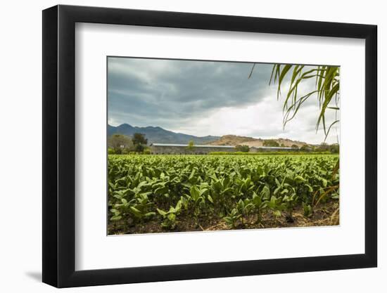 Field of Tobacco Plants in an Important Growing Region in the North West-Rob Francis-Framed Photographic Print