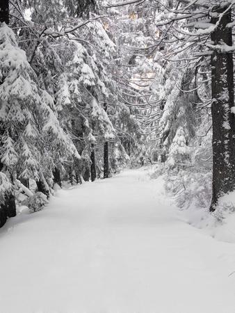 Photographic Print, , small