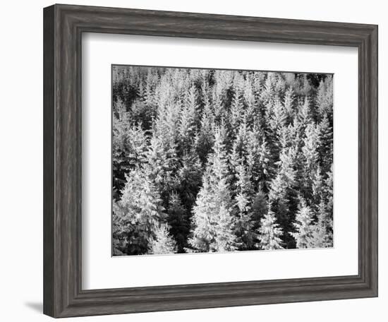 Snow-Covered Trees in Winter-Marcus Lange-Framed Photographic Print