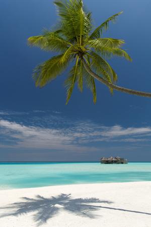 Premium Photographic Print, , small