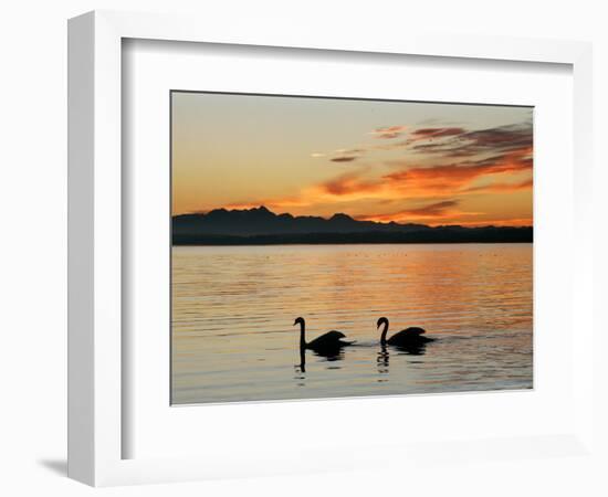 Two Swans Glide across Lake Chiemsee at Sunset near Seebruck, Germany-Diether Endlicher-Framed Premium Photographic Print