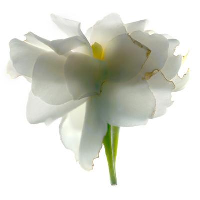 Photographic Print, , small