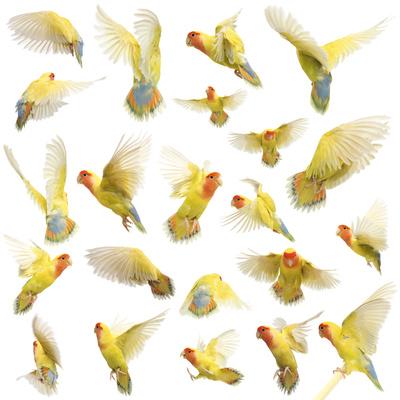 Premium Photographic Print, , small