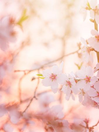Premium Photographic Print, , small