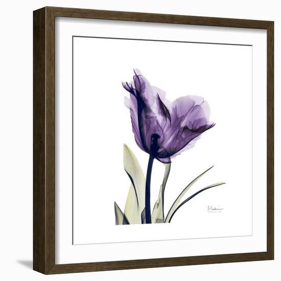 Royal Purple Parrot Tulip-Albert Koetsier-Framed Premium Giclee Print