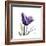 Royal Purple Parrot Tulip-Albert Koetsier-Framed Premium Giclee Print