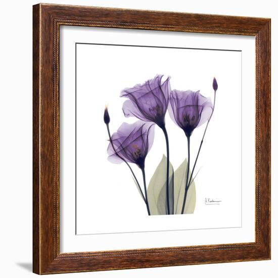 Royal Purple Gentian Trio-Albert Koetsier-Framed Premium Giclee Print