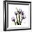 Purple Tulip Square-Albert Koetsier-Framed Premium Giclee Print