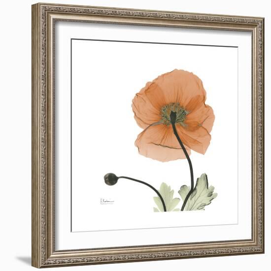 Orange Iceland Poppy-Albert Koetsier-Framed Premium Giclee Print