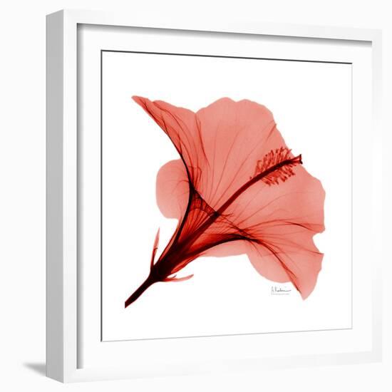 Red Hibiscus-Albert Koetsier-Framed Premium Giclee Print