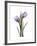 Purple Tulip Portrait 2-Albert Koetsier-Framed Premium Giclee Print