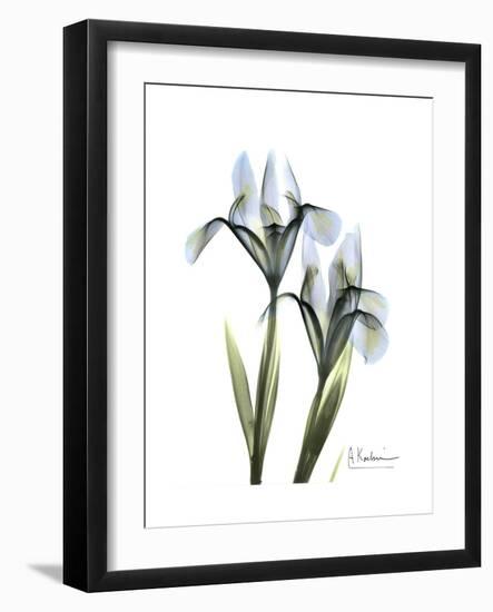 Blue Iris Portrait-Albert Koetsier-Framed Premium Giclee Print