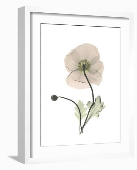 Iceland Poppy Portrait 1-Albert Koetsier-Framed Premium Giclee Print